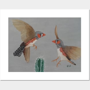 Australian Zebra Finches Posters and Art